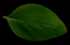 basil