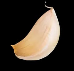 garlic