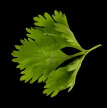 parsley