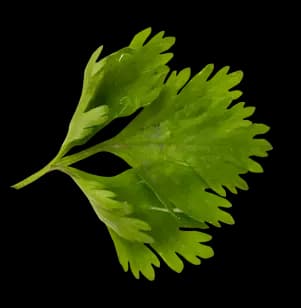 parsley